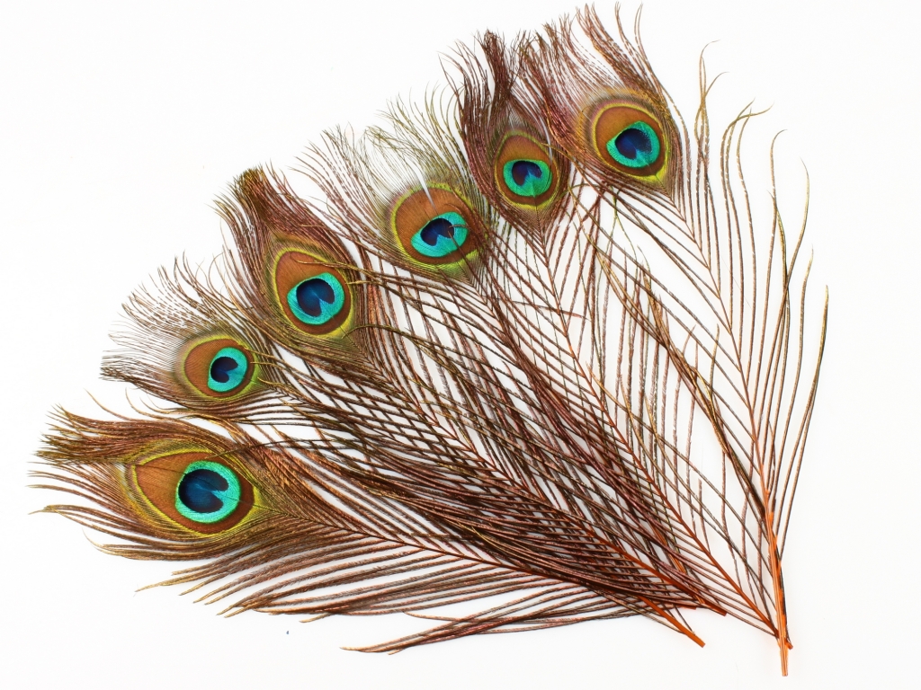 Перья павлина глазковые WAPSI Peacock Eyes Orange