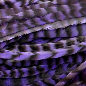 Набор длинных перьев Whiting Schlappen 10-14'' Grizzly dyed Purple