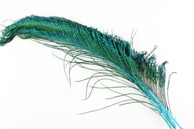 Перья павлина WAPSI Peacock Swords Bright Green