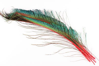 Перья павлина WAPSI Peacock Swords Red