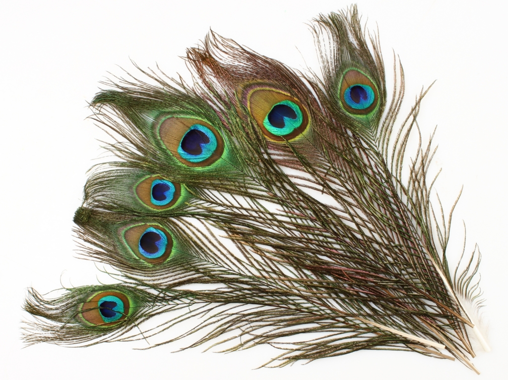 Перья павлина глазковые WAPSI Peacock Eyes Natural
