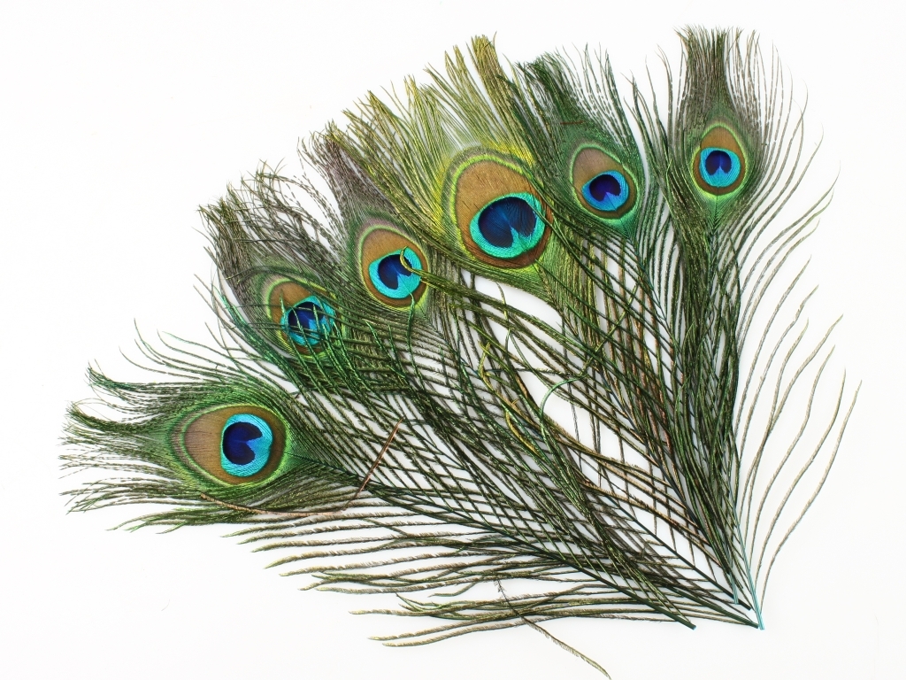 Перья павлина глазковые WAPSI Peacock Eyes Bright Green