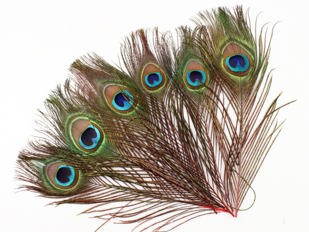 Перья павлина глазковые WAPSI Peacock Eyes Red