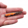Воблер DUO Realis Rozante 77SP 8.4 гр CCC3549 SW, брюшко