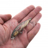Воблер DUO Realis Rozante 77SP CCC3815 8.4гр, на ладони